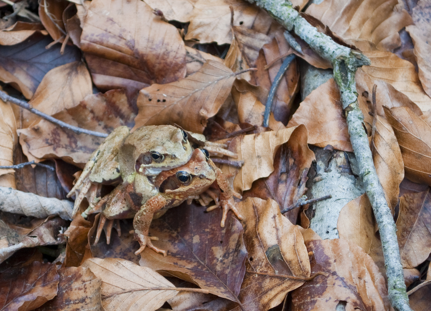 Froschwanderung