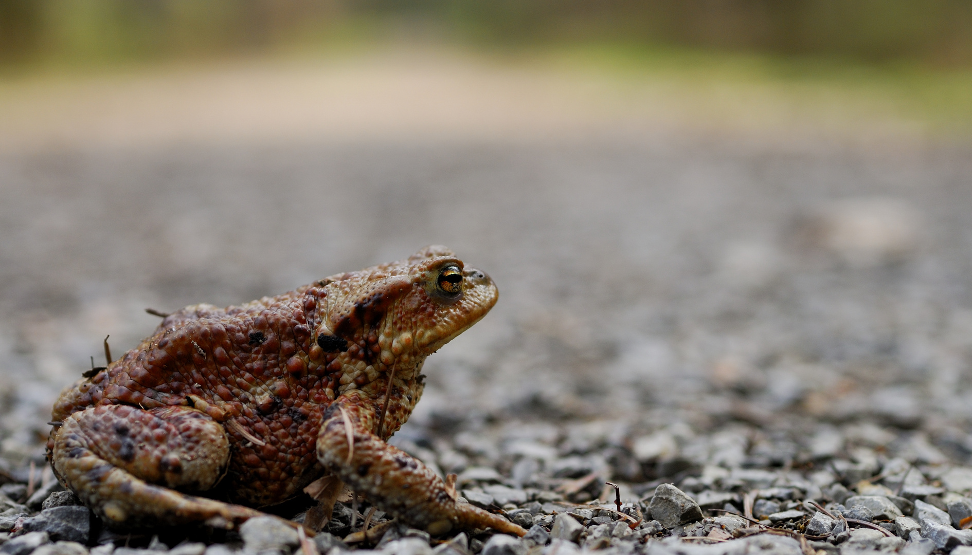 Froschwanderung