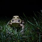 Froschwanderung...