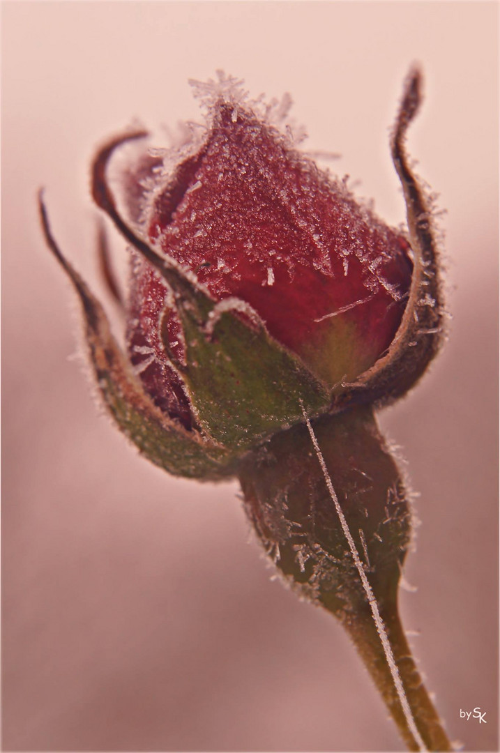 Frosen Rose