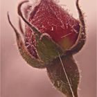 Frosen Rose