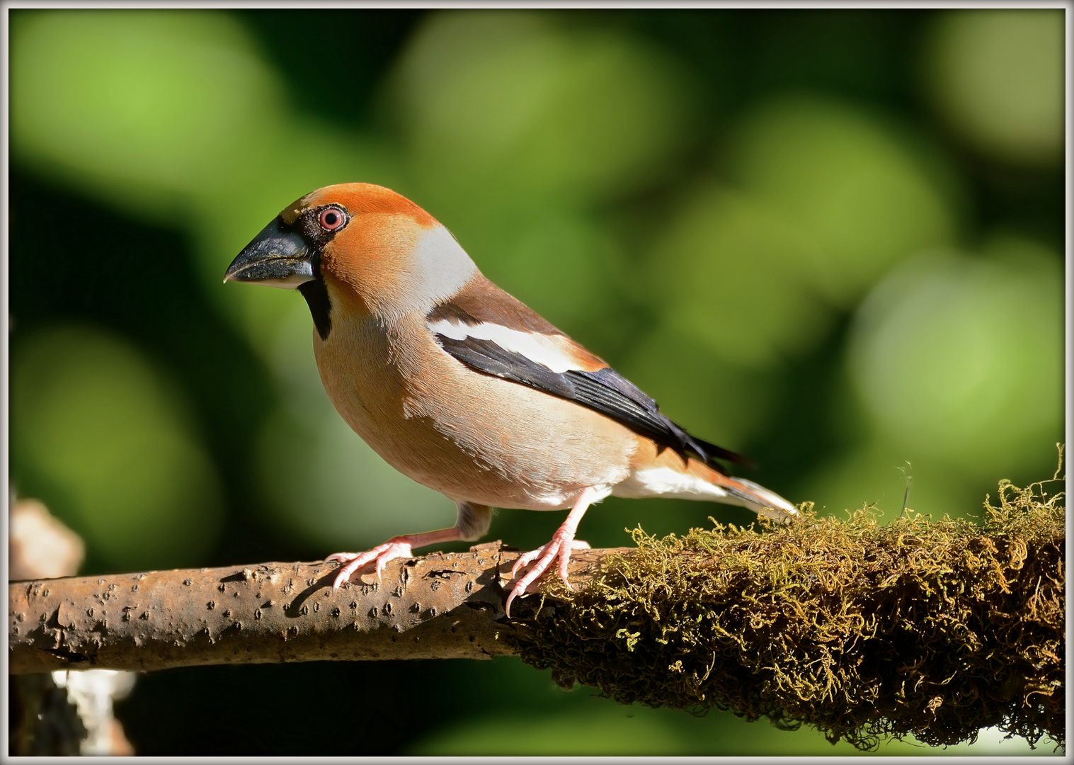 Frosone - Coccothraustes coccothraustes