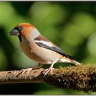 Frosone - Coccothraustes coccothraustes