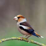 Frosone-(Coccothraustes-coccothraustes-)