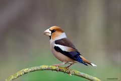 Frosone-(Coccothraustes-coccothraustes-)