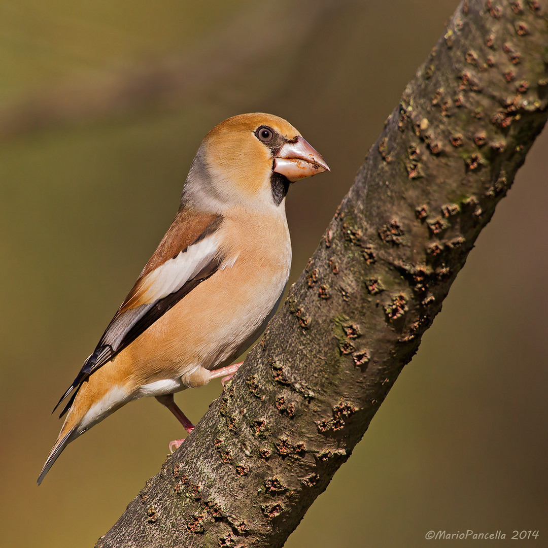 Frosone comune (Coccothraustes coccothraustes)