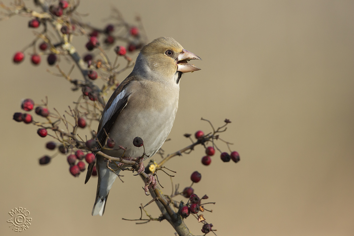 Frosone Femmina(Coccothraustes coccothraustes)