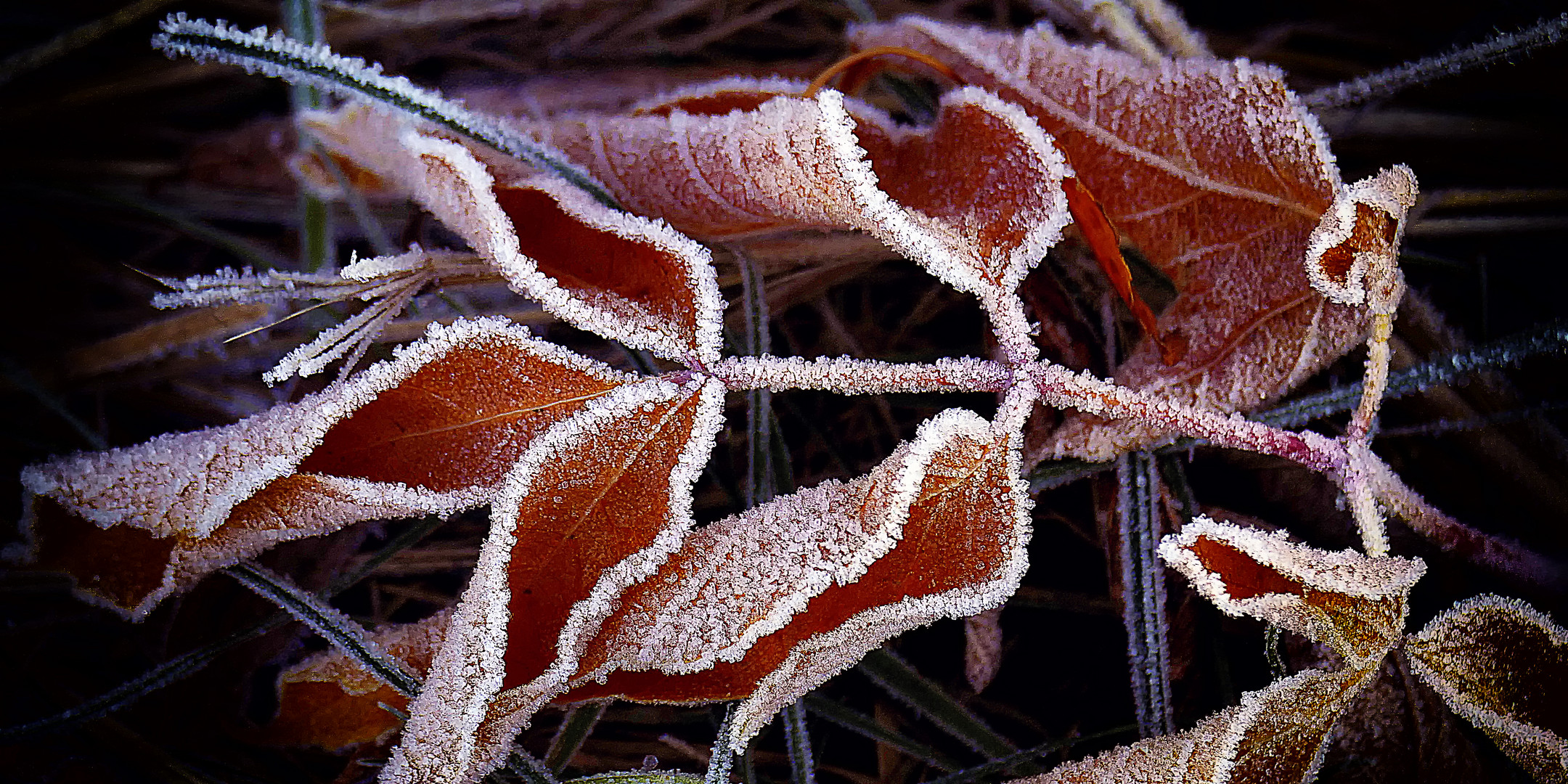 Frost