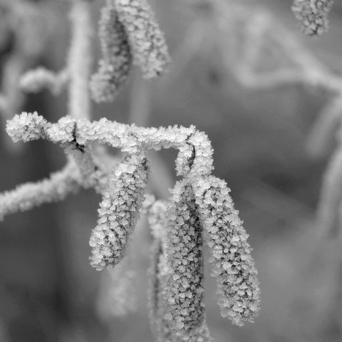 Frost 1