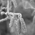 Frost 1