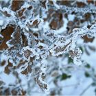 Frost 1