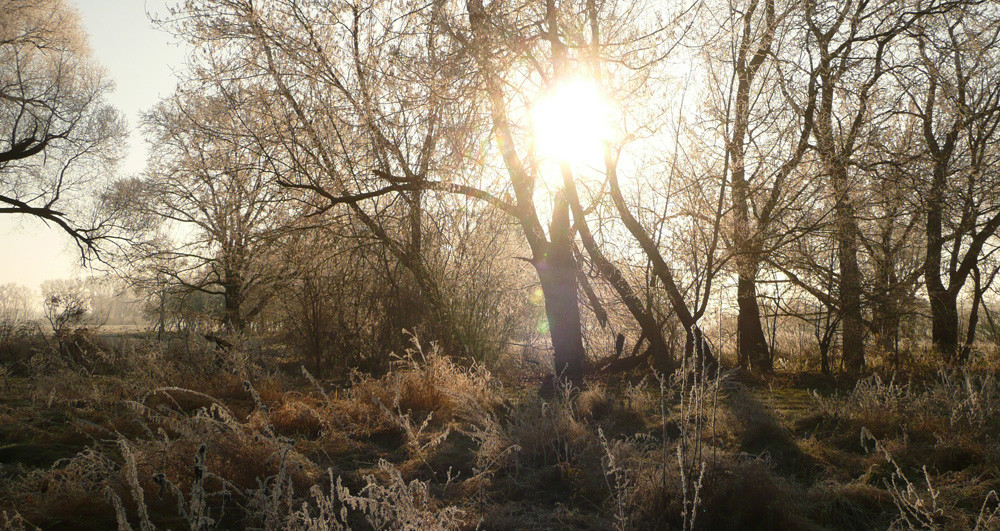 Frost 1 von Marcel Marxer