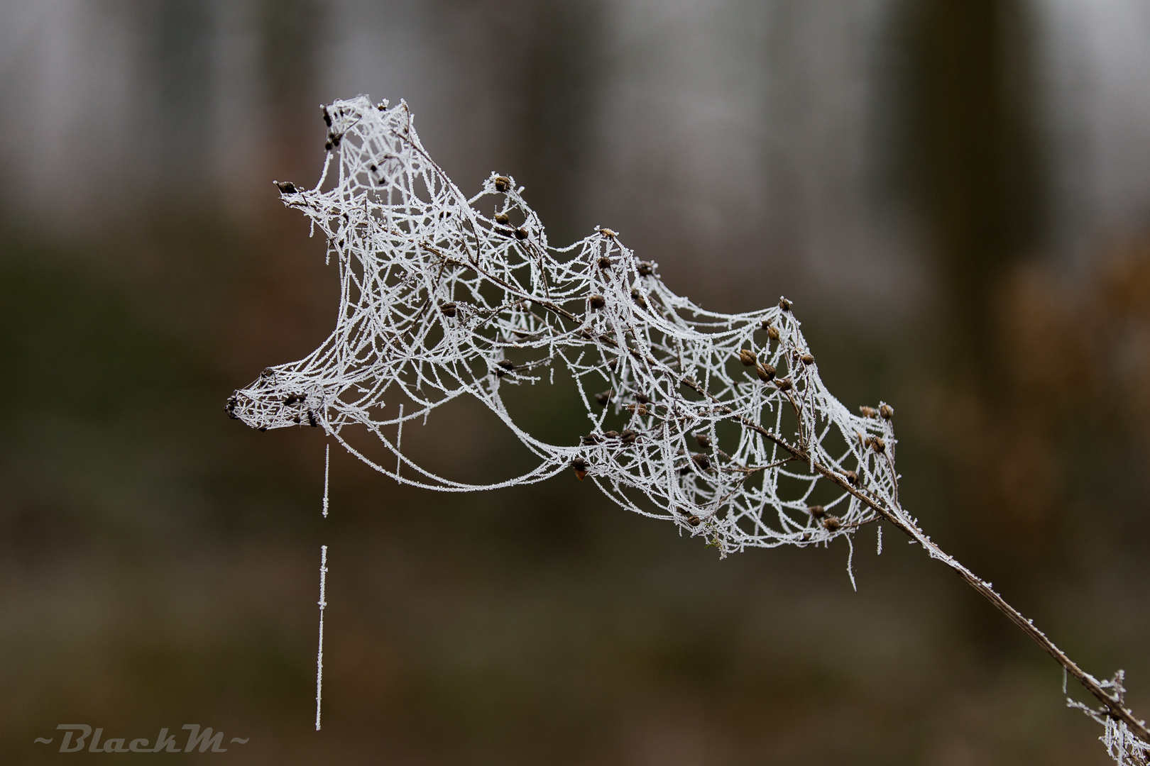 Frost 1