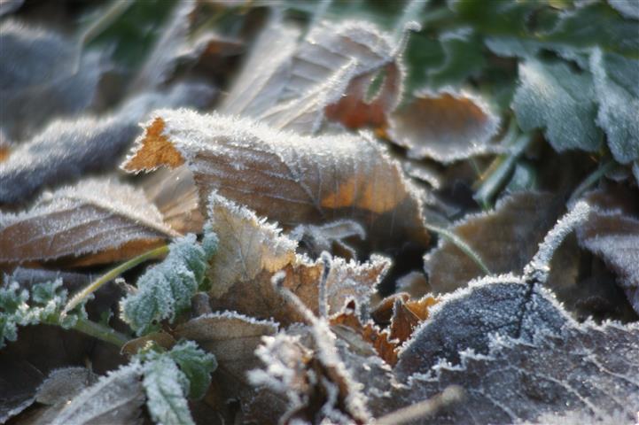 Frost