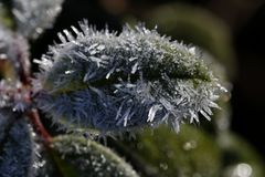 Frost - 16/02/2019