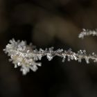 Frost - 18/02/2019