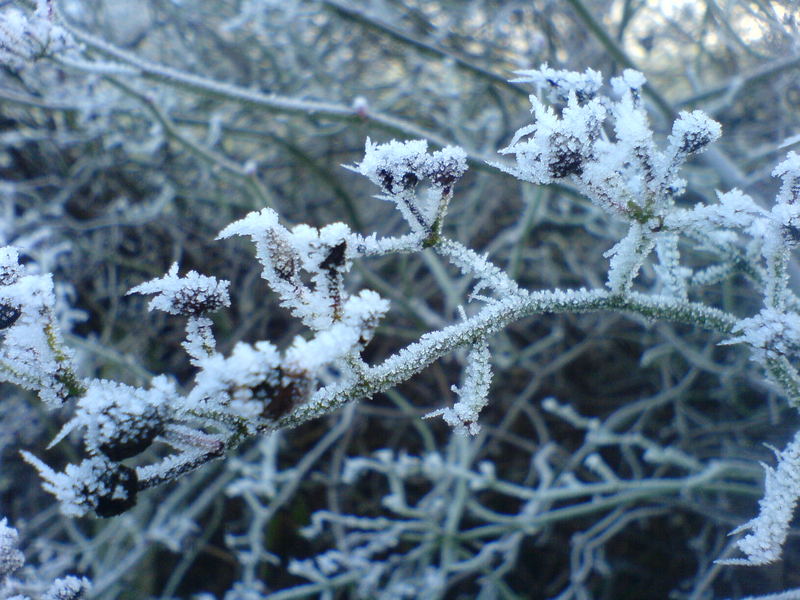 frost