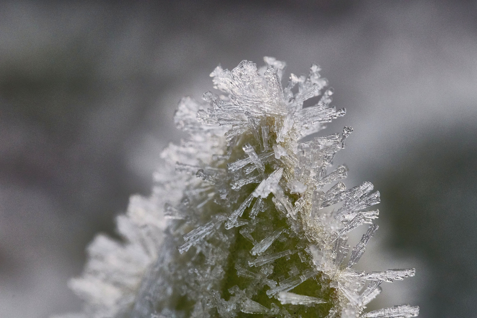 Frost