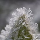 Frost