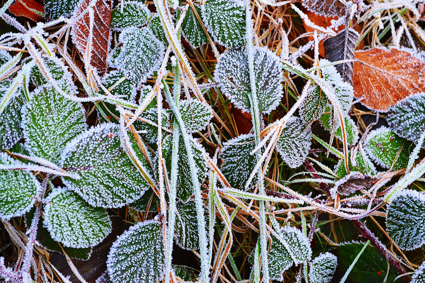 Frost 