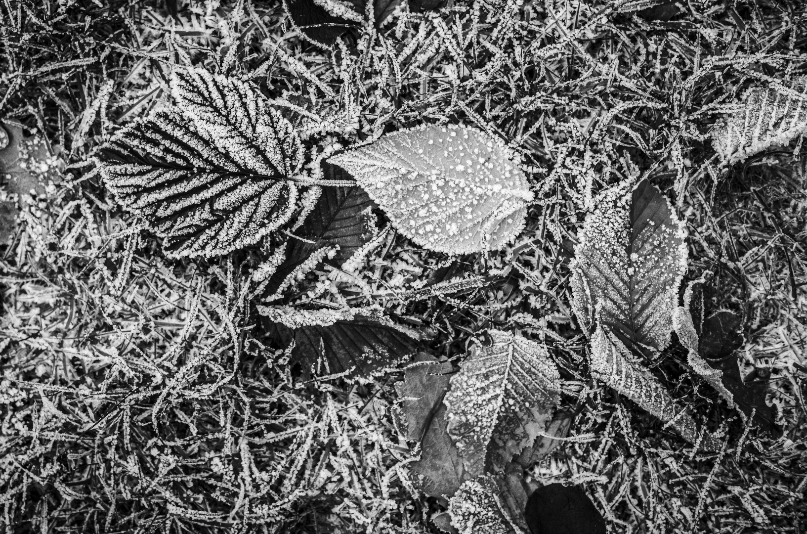 Frost -2 Foto &amp; Bild | abstraktes, jahreszeiten, winter Bilder auf ...