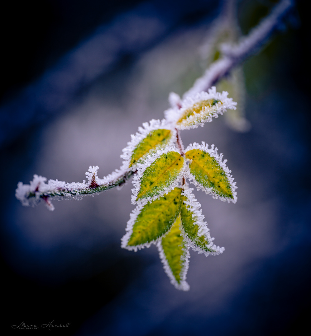 Frost #2