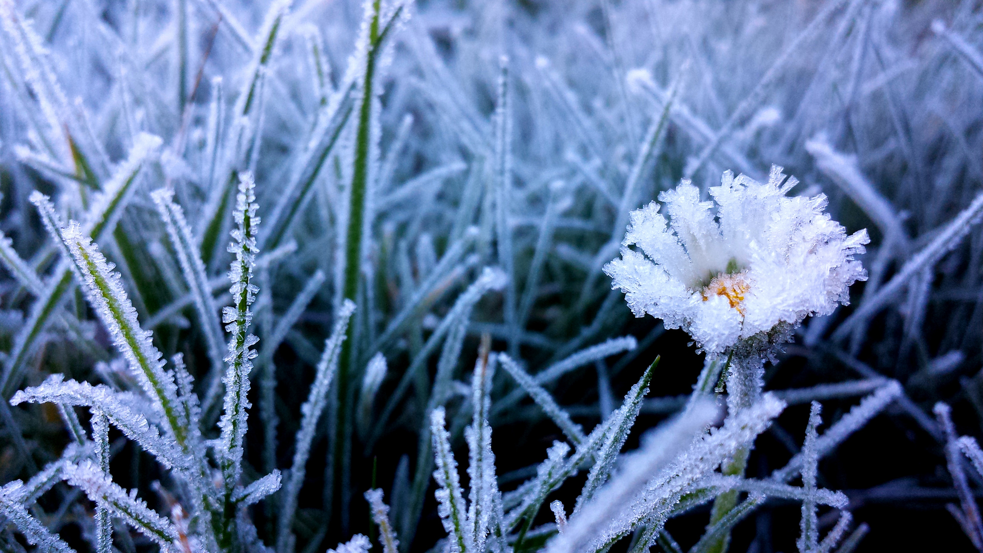 Frost