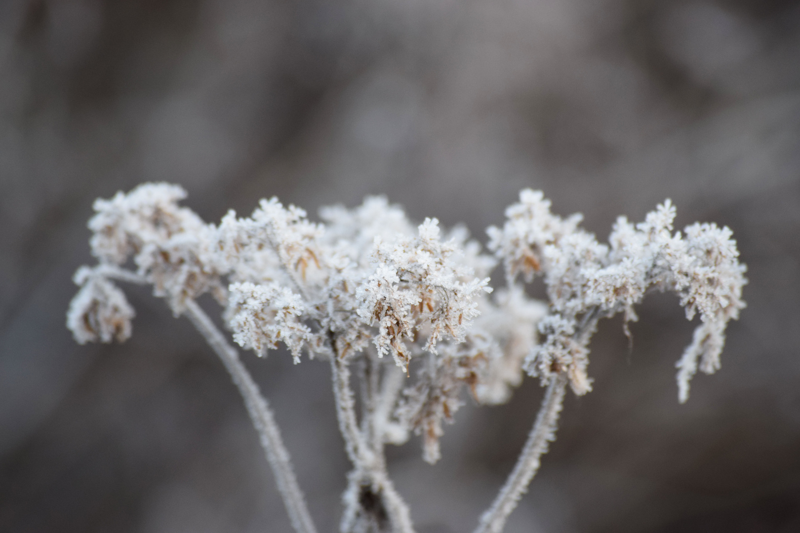 Frost 3