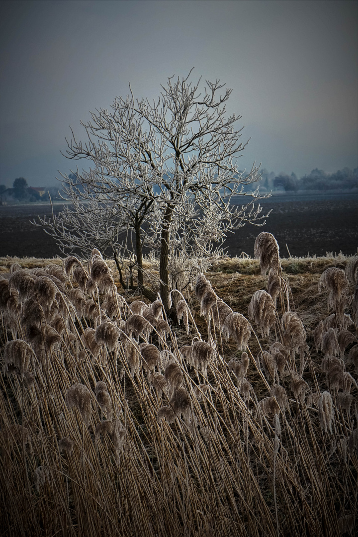 ..Frost..