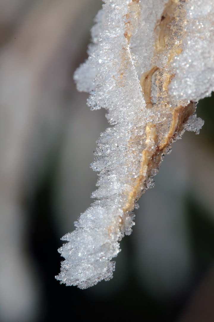Frost..