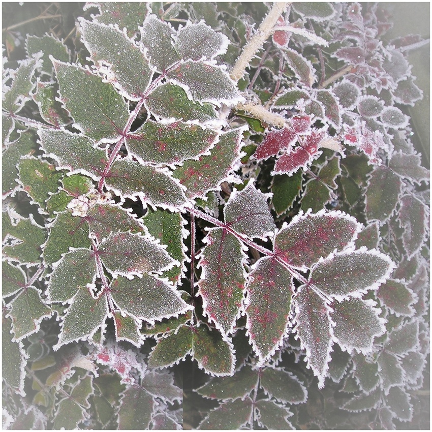 Frost......