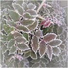 Frost......