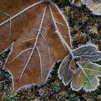 Frost....
