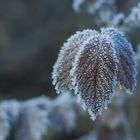 Frost