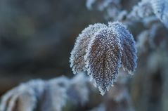 Frost