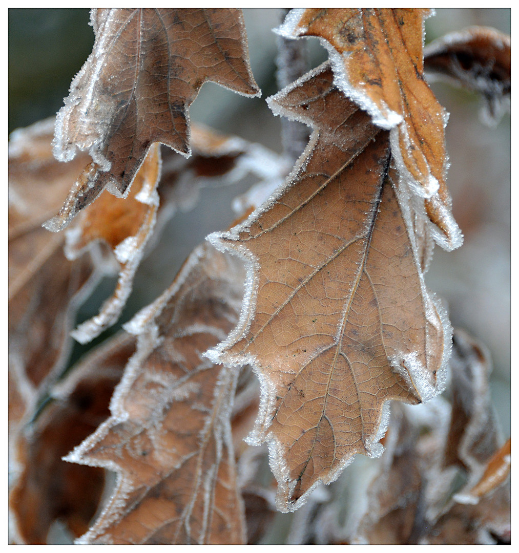 ...frost...