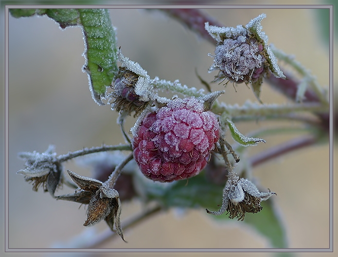 [Frost 6] Eis-Beeren