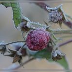 [Frost 6] Eis-Beeren