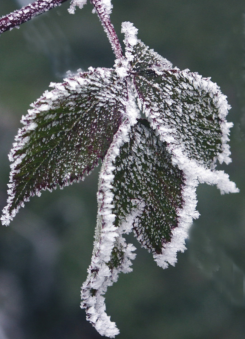 Frost