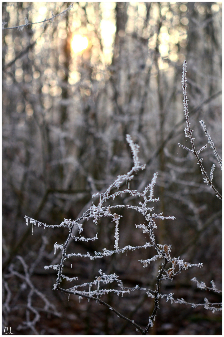 .Frost.