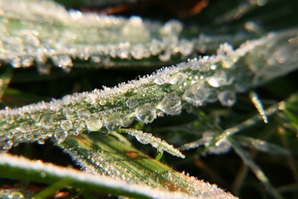 Frost