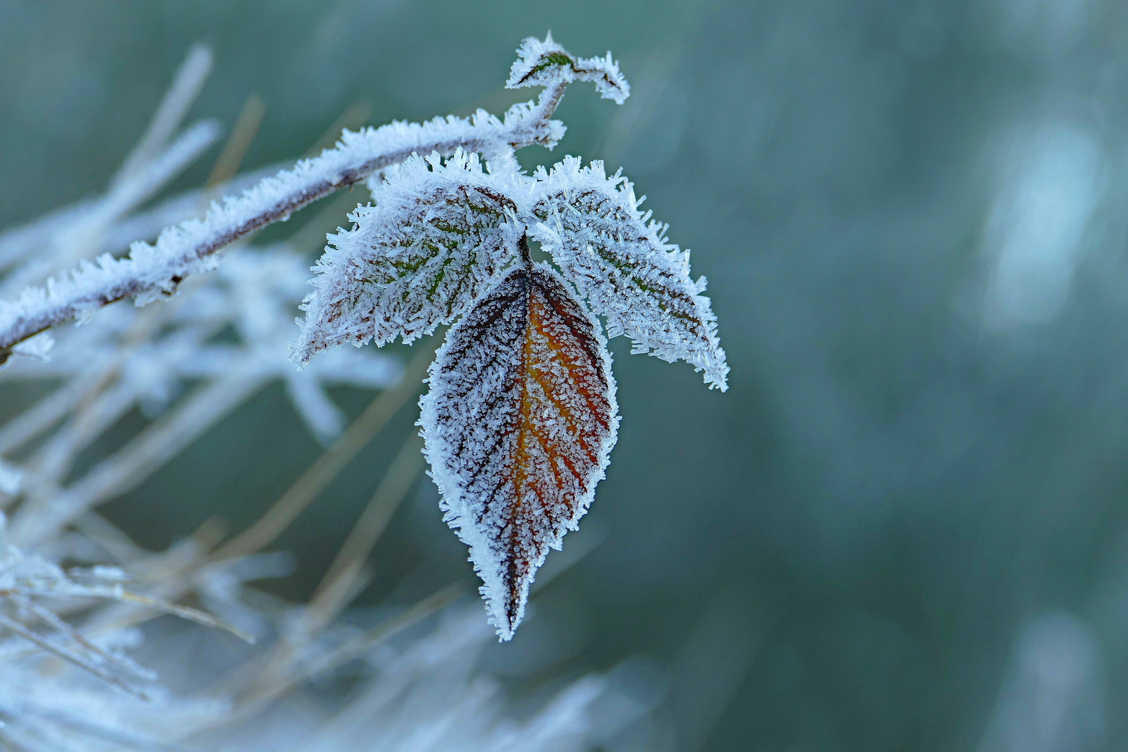 Frost