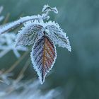 Frost