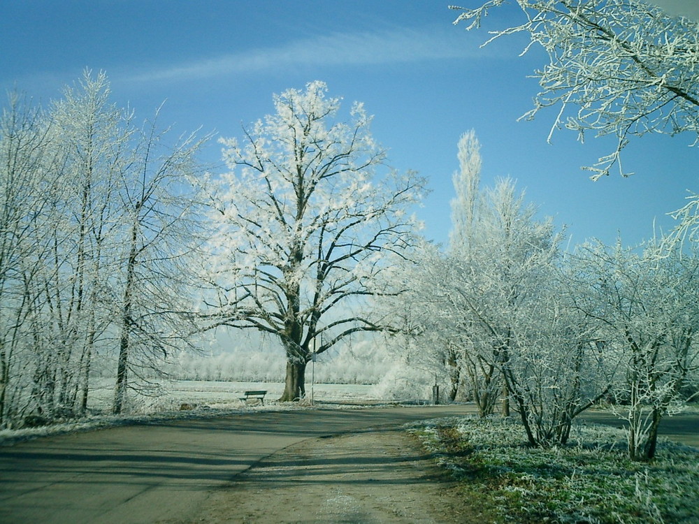 Frost