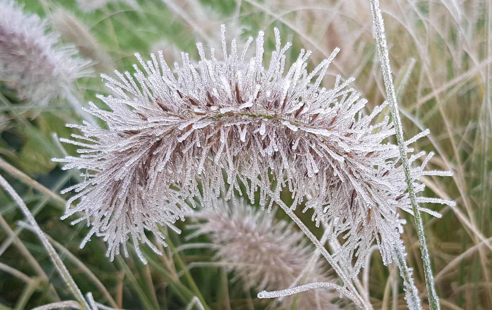 Frost Foto & Bild | jahreszeiten, herbst, pflanzen Bilder auf fotocommunity