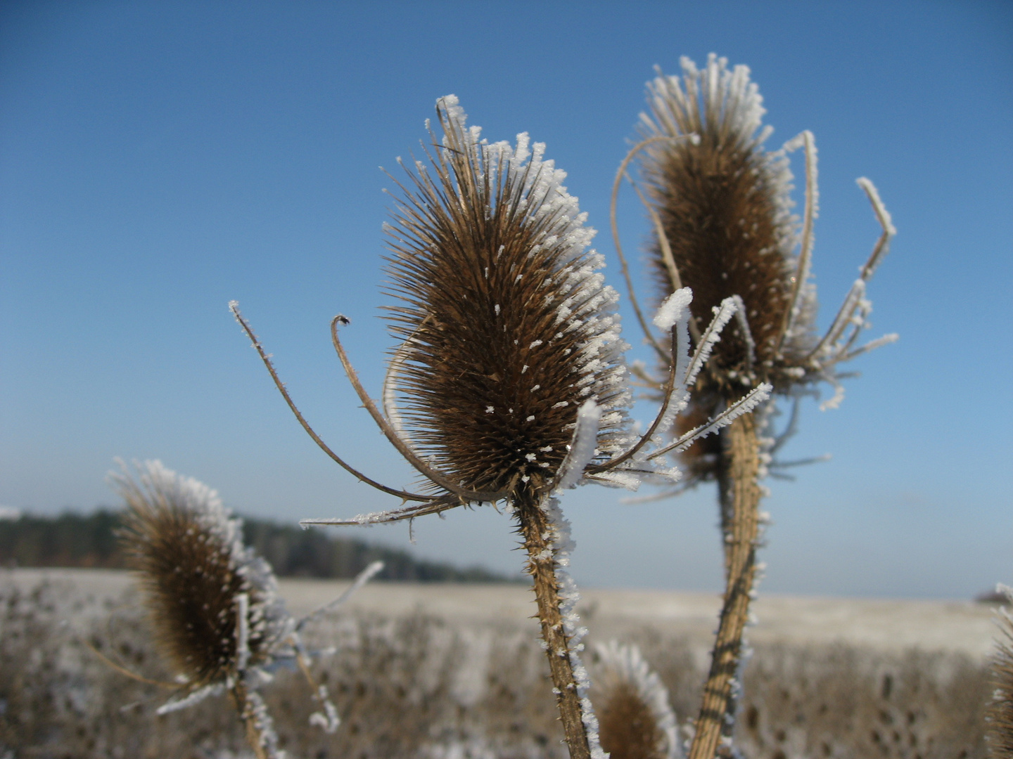 "Frost"