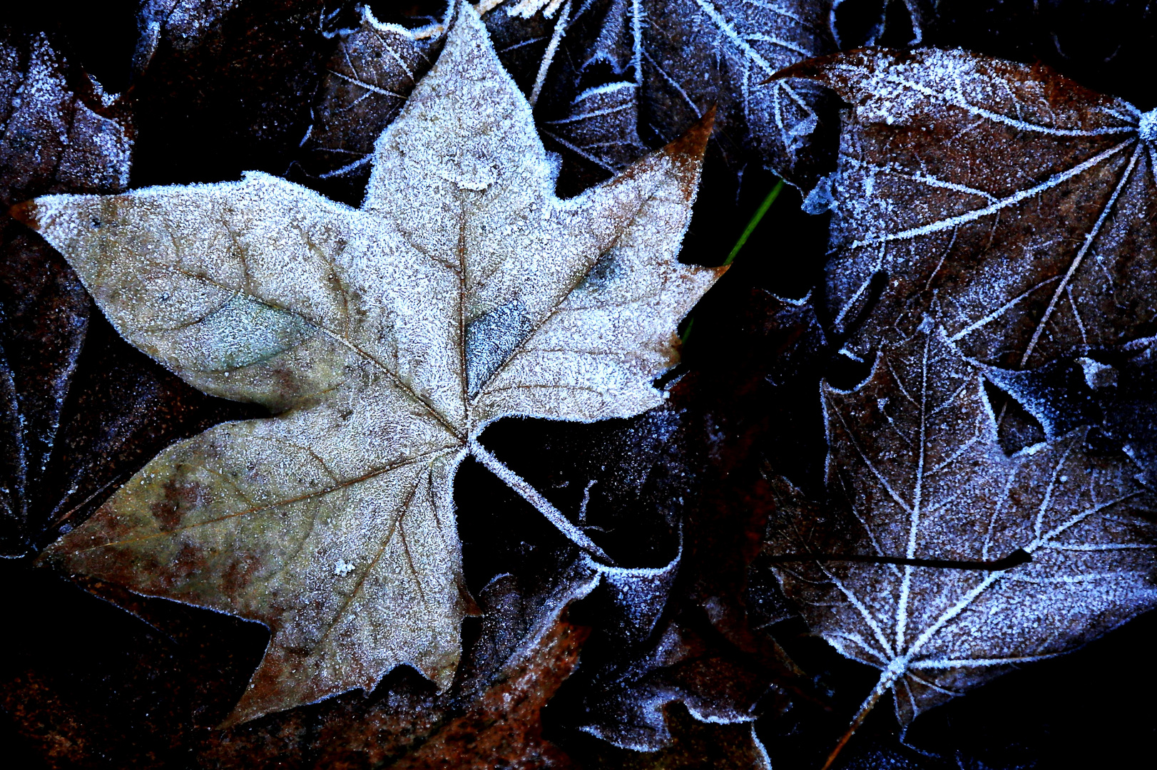 Frost....
