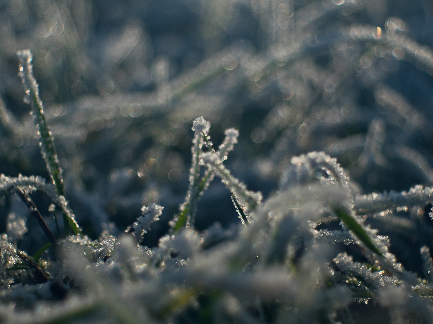 Frost