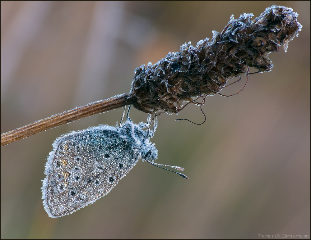 Frost ...