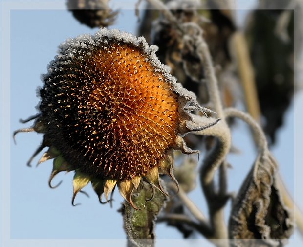 [Frost 8] Sonnenblume mit Eiskäppi